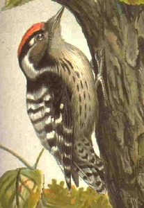 Малък пъстър кълвач (Dendrocopos minor) ♂